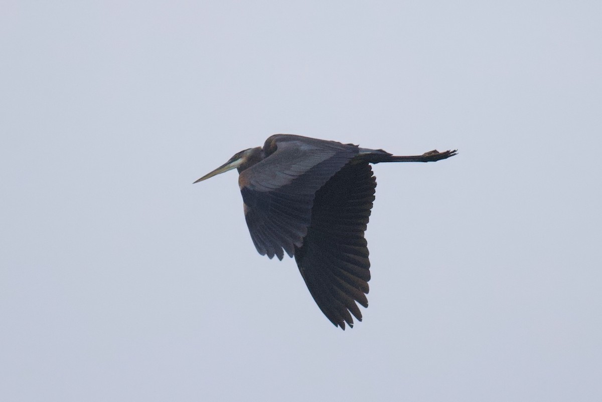 Great Blue Heron - ML645813390