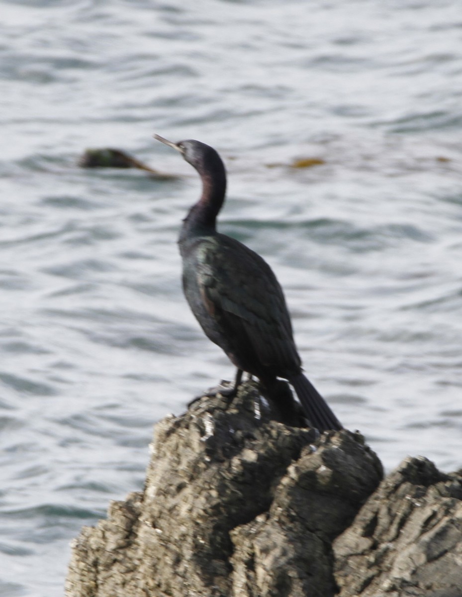Cormorán Pelágico - ML645813391