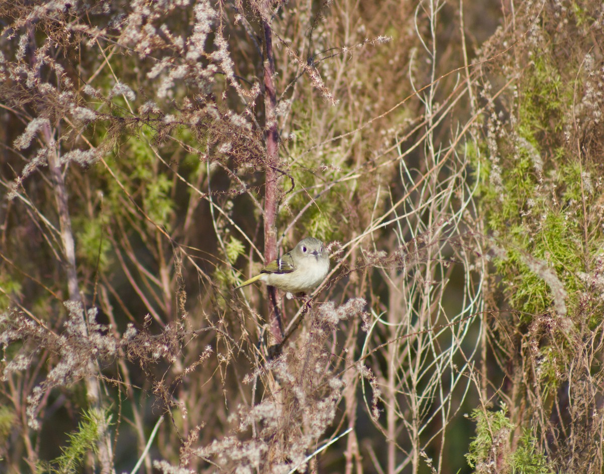 Ruby-crowned Kinglet - ML645813393