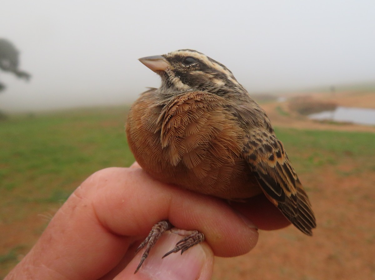 Cinnamon-breasted Bunting - ML645813395