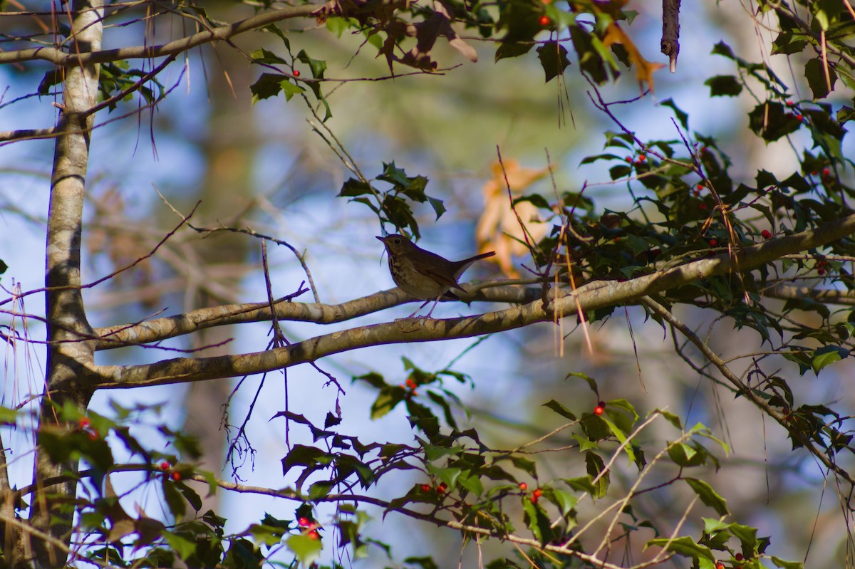 Hermit Thrush - ML645813396