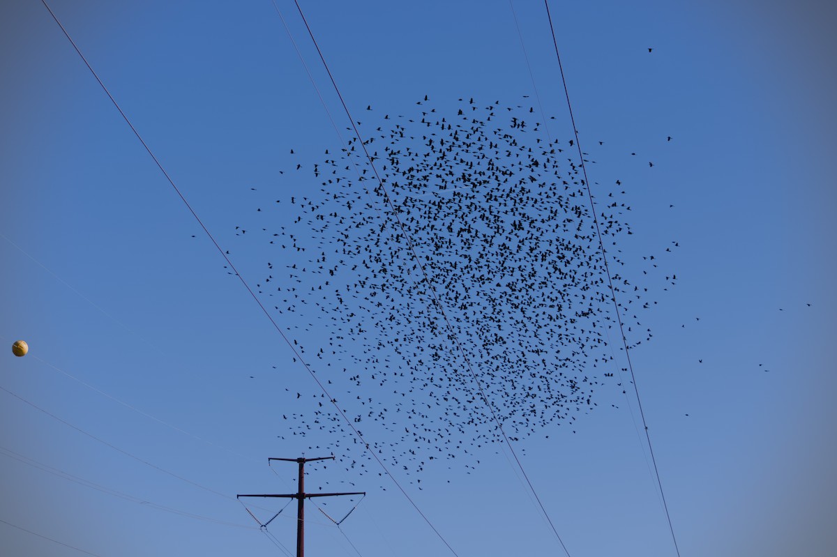 Common Grackle - ML645813398