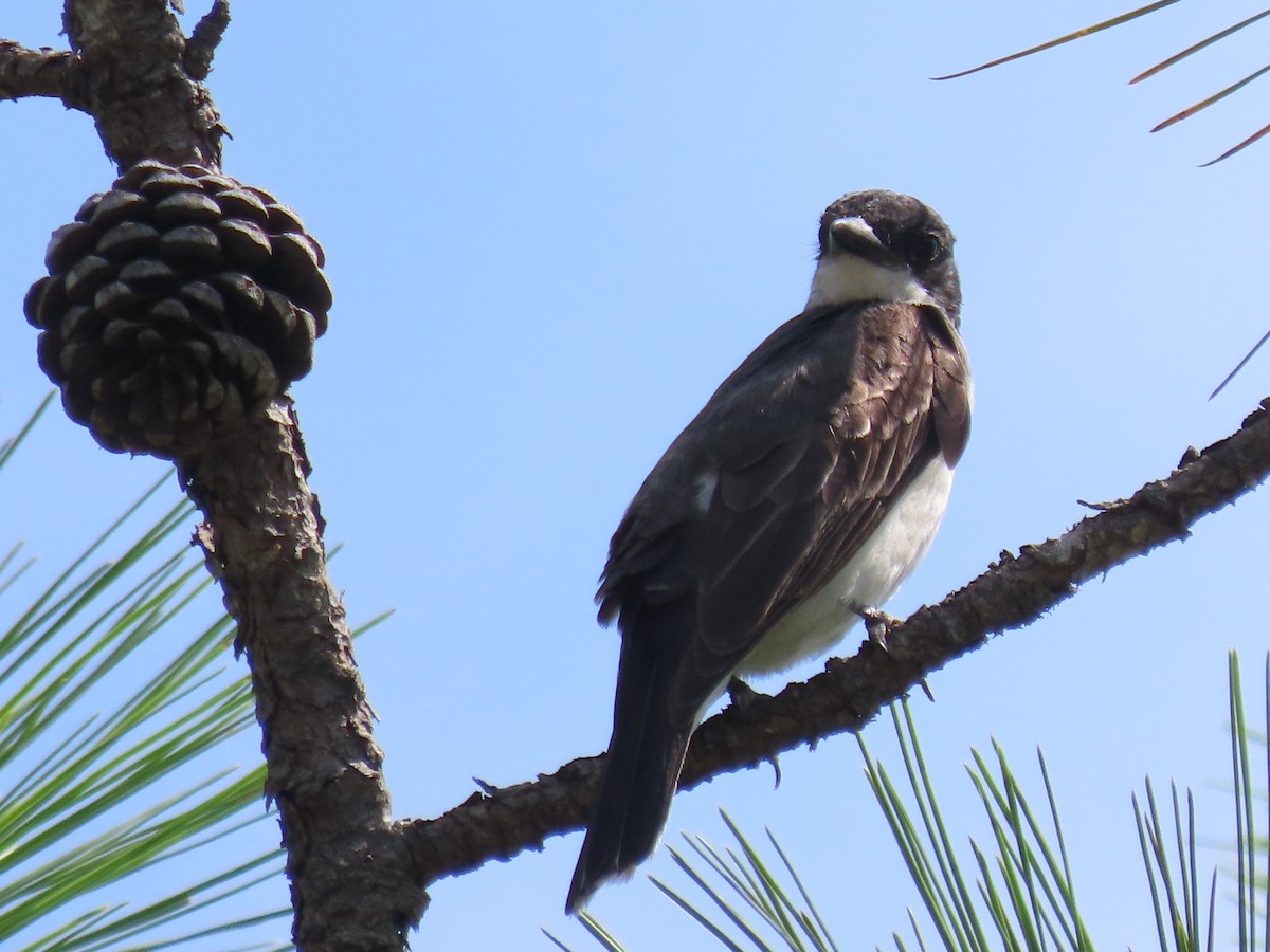 Tirano Oriental - ML645813399