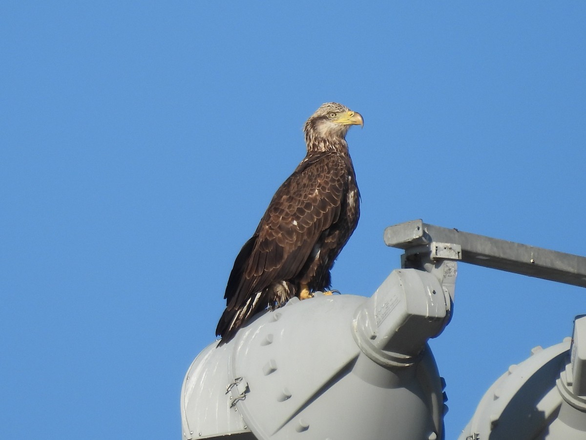 Bald Eagle - ML645813404