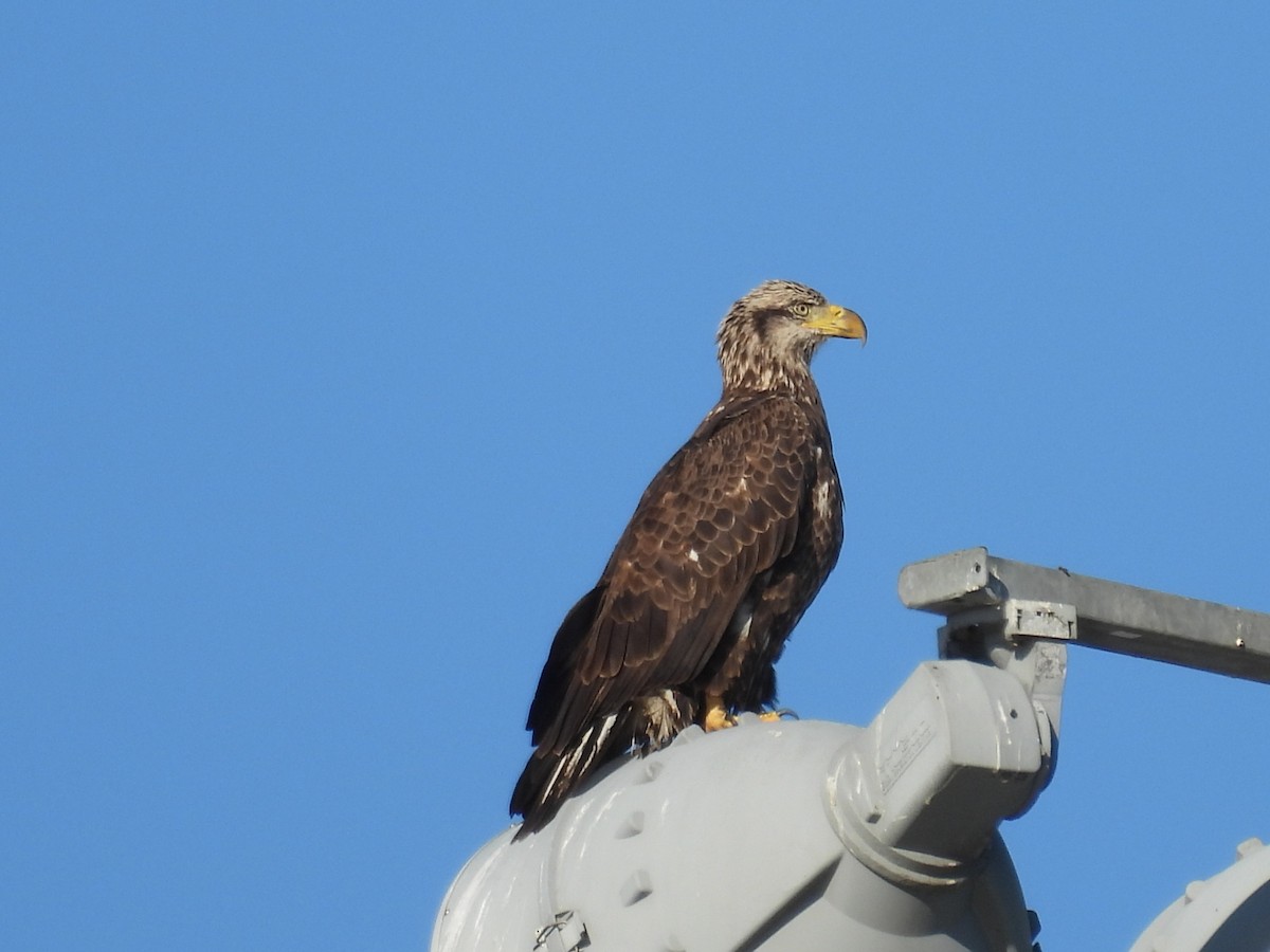 Bald Eagle - ML645813405