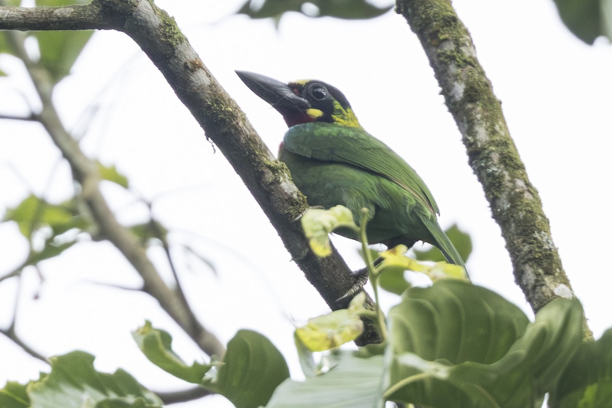 Black-banded Barbet - ML645813410