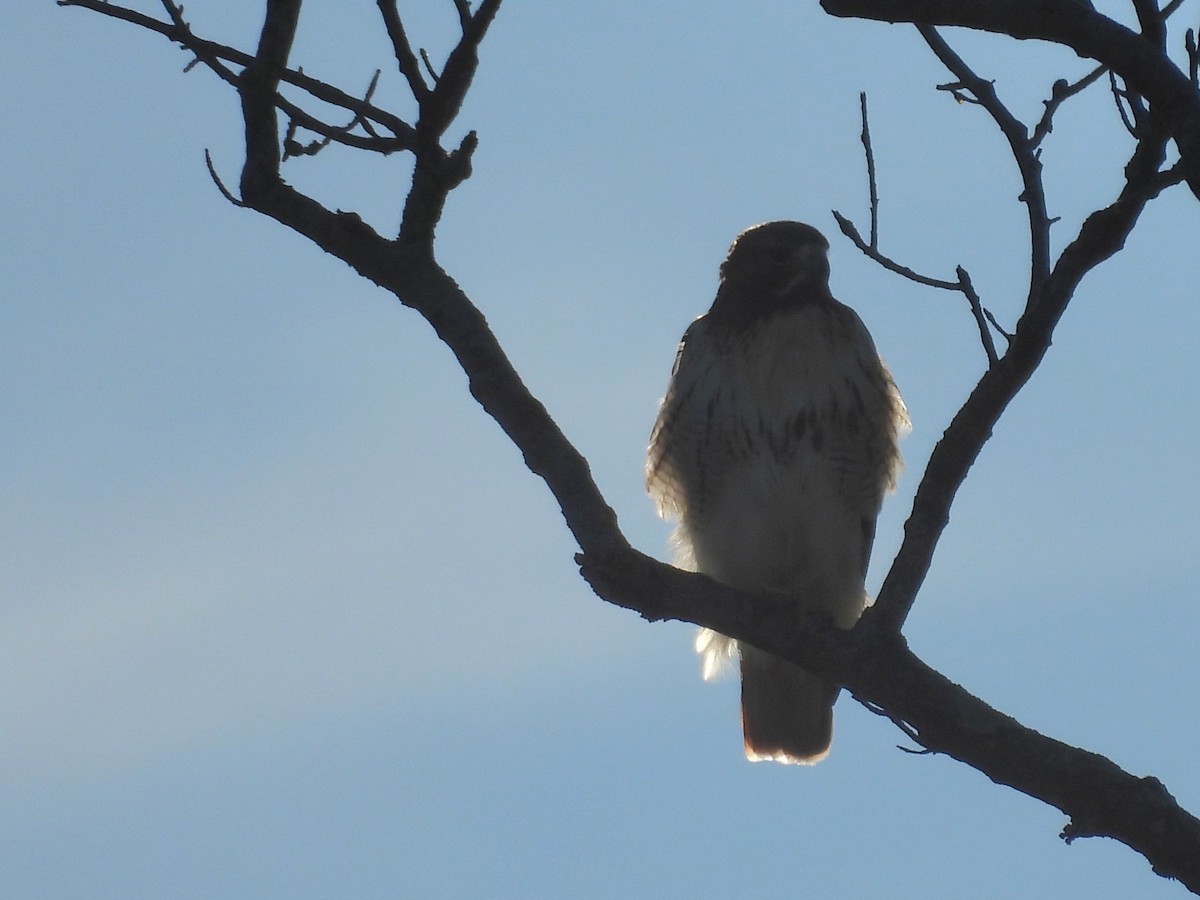 Red-tailed Hawk - ML645813411