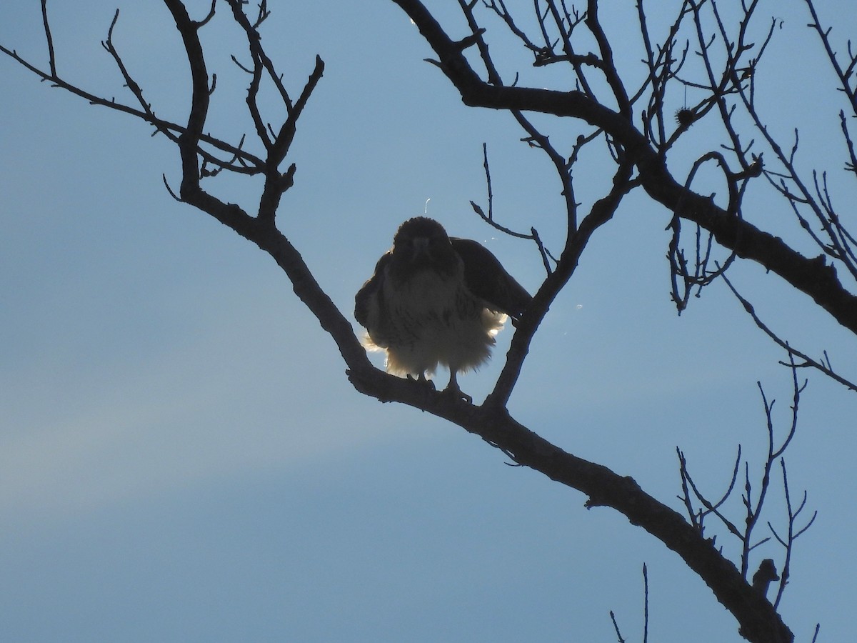 Red-tailed Hawk - ML645813412
