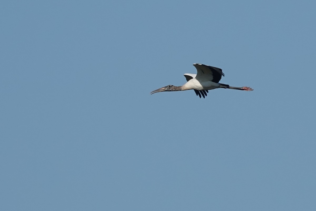 Wood Stork - ML645813417