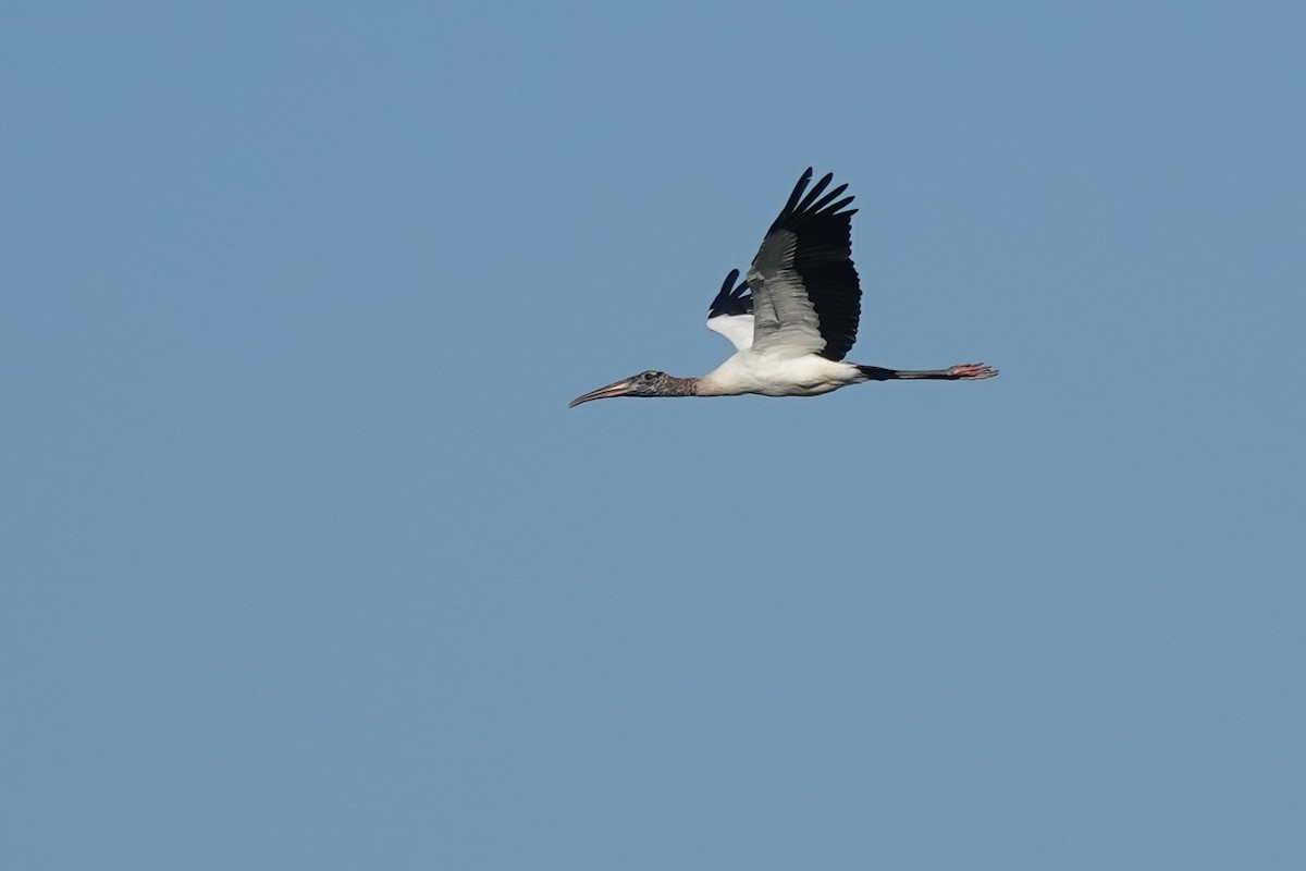 Wood Stork - ML645813418