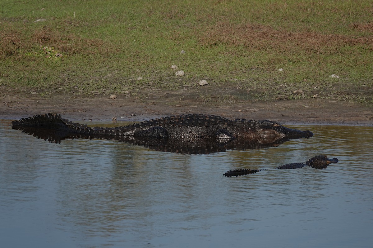 American Alligator - ML645813430