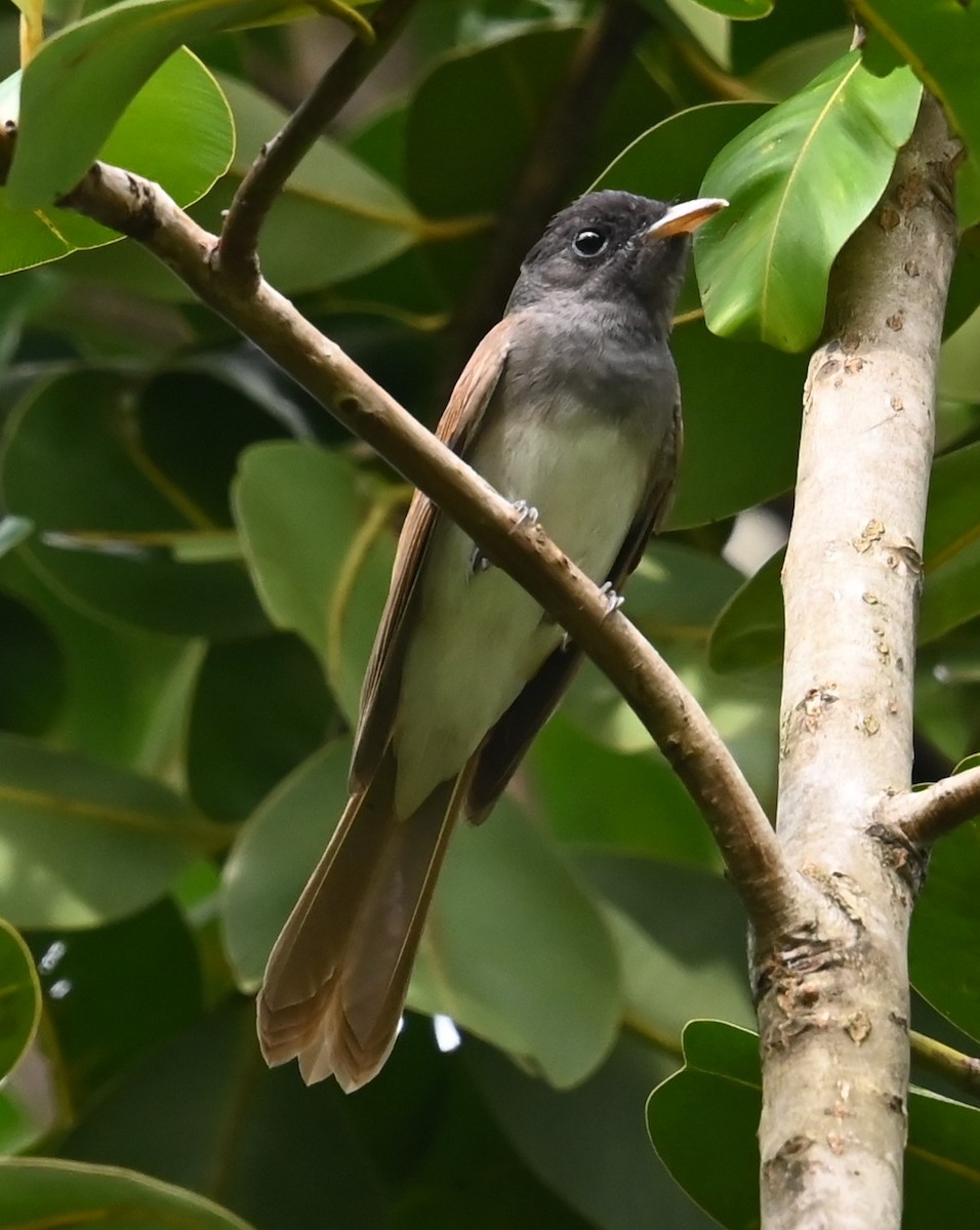 紫綬帶 - ML645813439