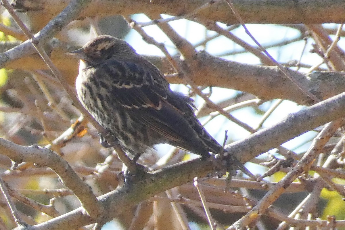 Red-winged Blackbird - ML645813441