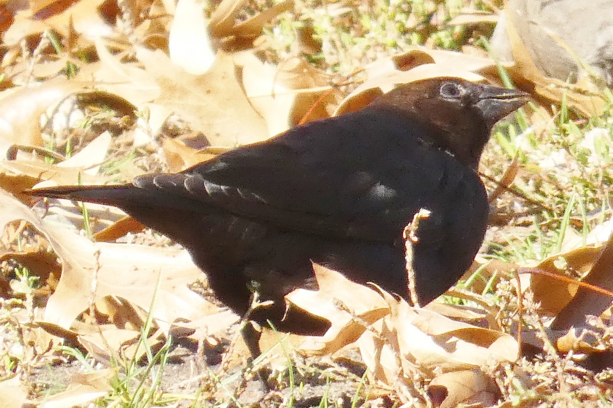 Braunkopf-Kuhstärling - ML645813446