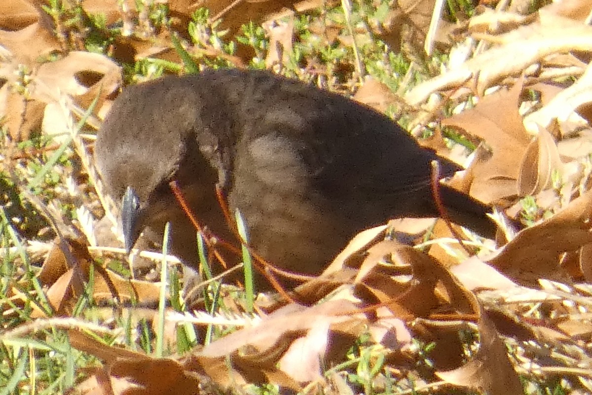 Braunkopf-Kuhstärling - ML645813447