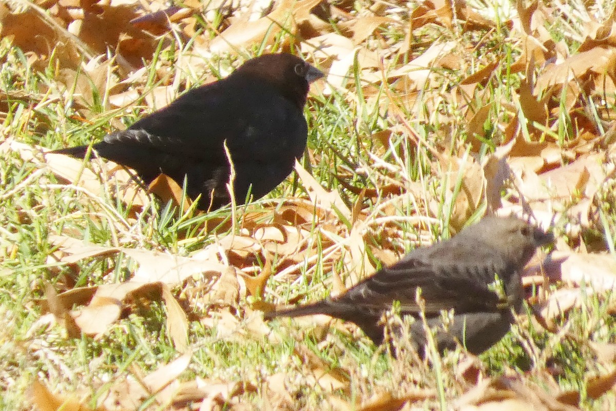 Braunkopf-Kuhstärling - ML645813448