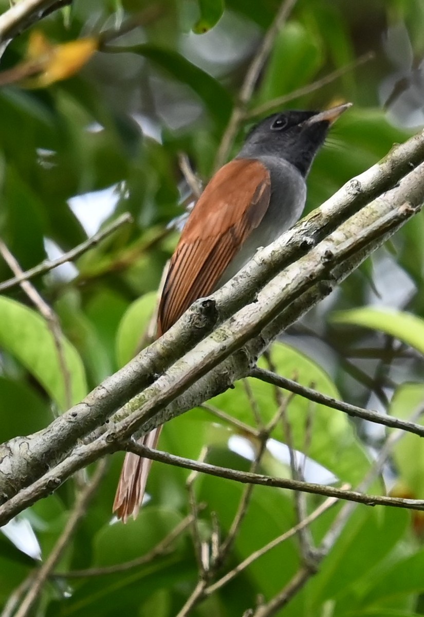 Tchitrec de Chine - ML645813449