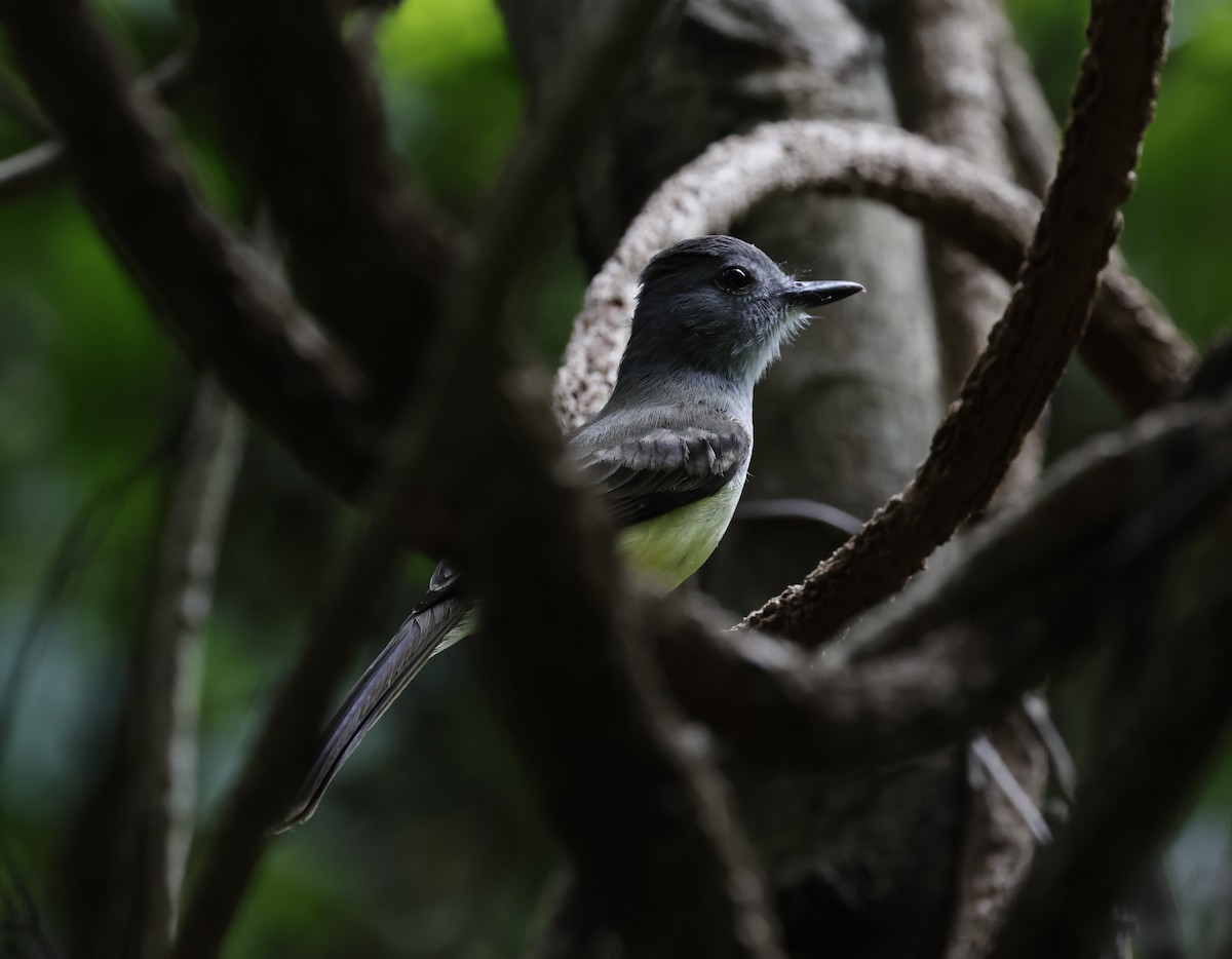 Sooty-crowned Flycatcher - ML645813458
