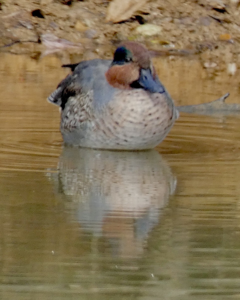 コガモ - ML645813460