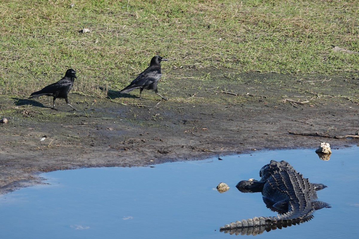 American Crow - ML645813462