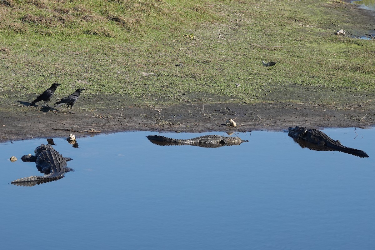 American Crow - ML645813463