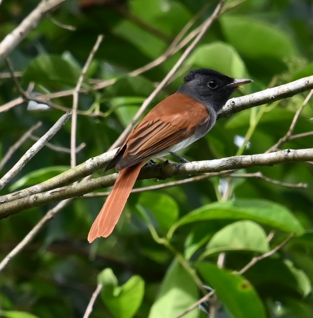 Tchitrec de Chine - ML645813464