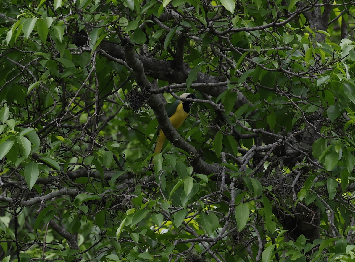 Geai vert - ML645813467