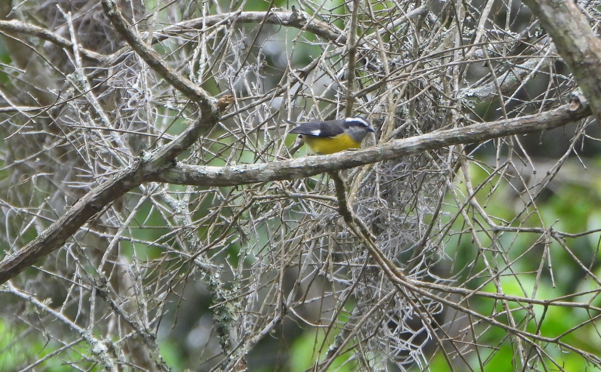 Sucrier à ventre jaune - ML645813472