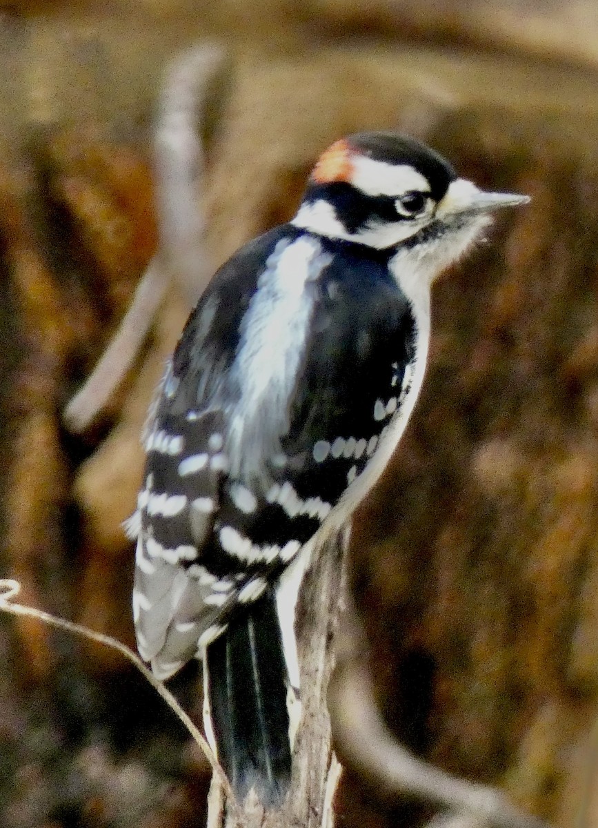 Pic mineur - ML645813478