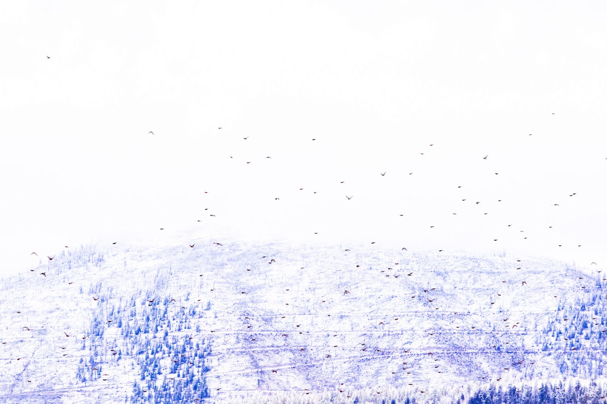 Leucosticte sp. - ML645813479