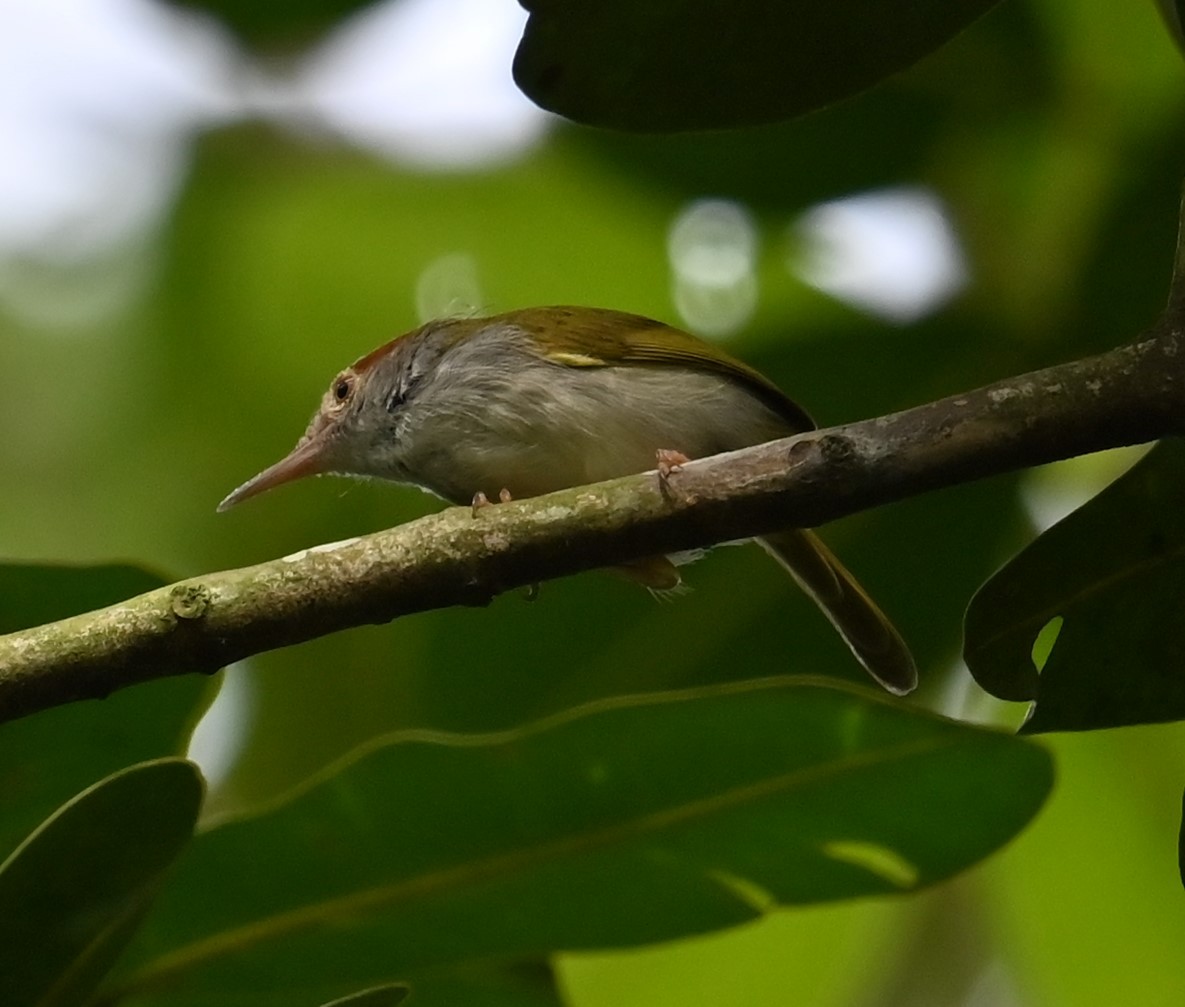 Couturière à col noir - ML645813480