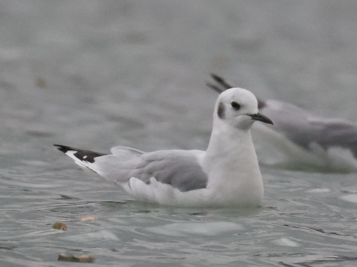 Mouette de Bonaparte - ML645813481