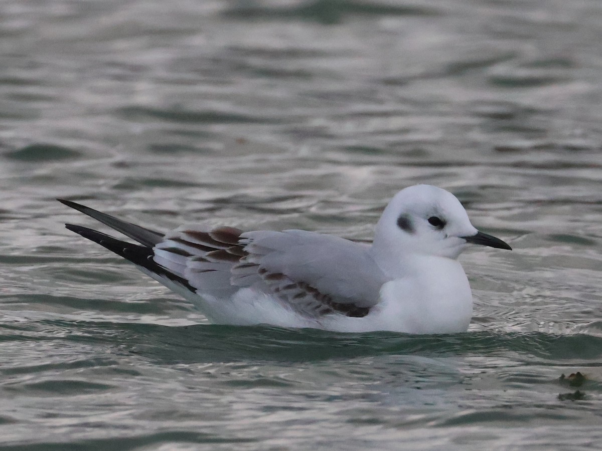 Mouette de Bonaparte - ML645813482