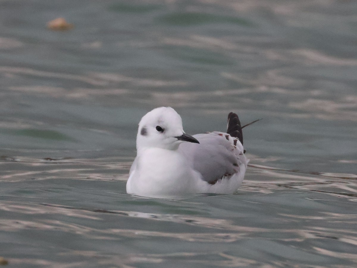 Mouette de Bonaparte - ML645813483