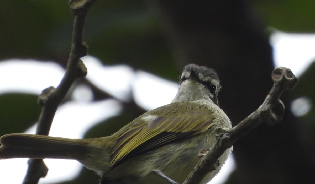 Tyranneau de Peters - ML645813484