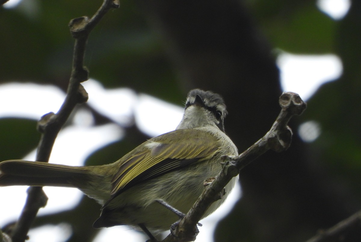 Tyranneau de Peters - ML645813486