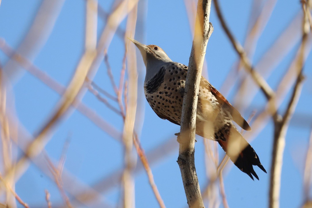 Pic flamboyant - ML645813487