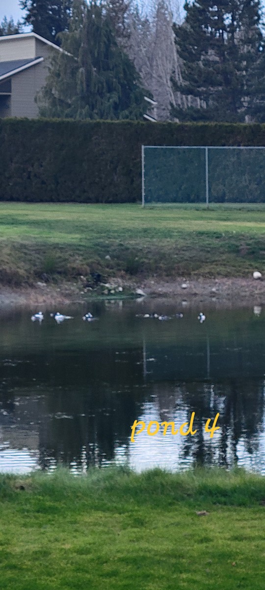 Petit Garrot - ML645813488