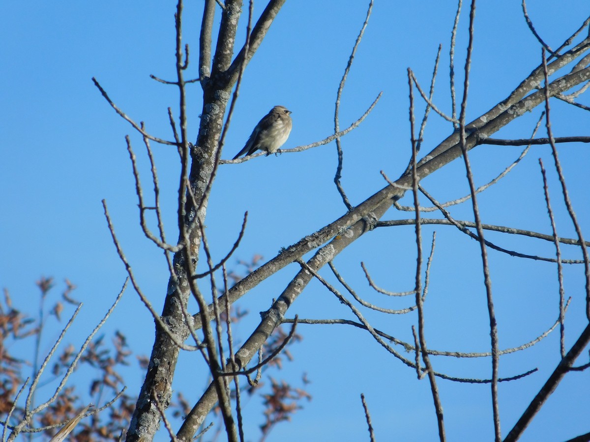 Jaseur d'Amérique - ML645813489