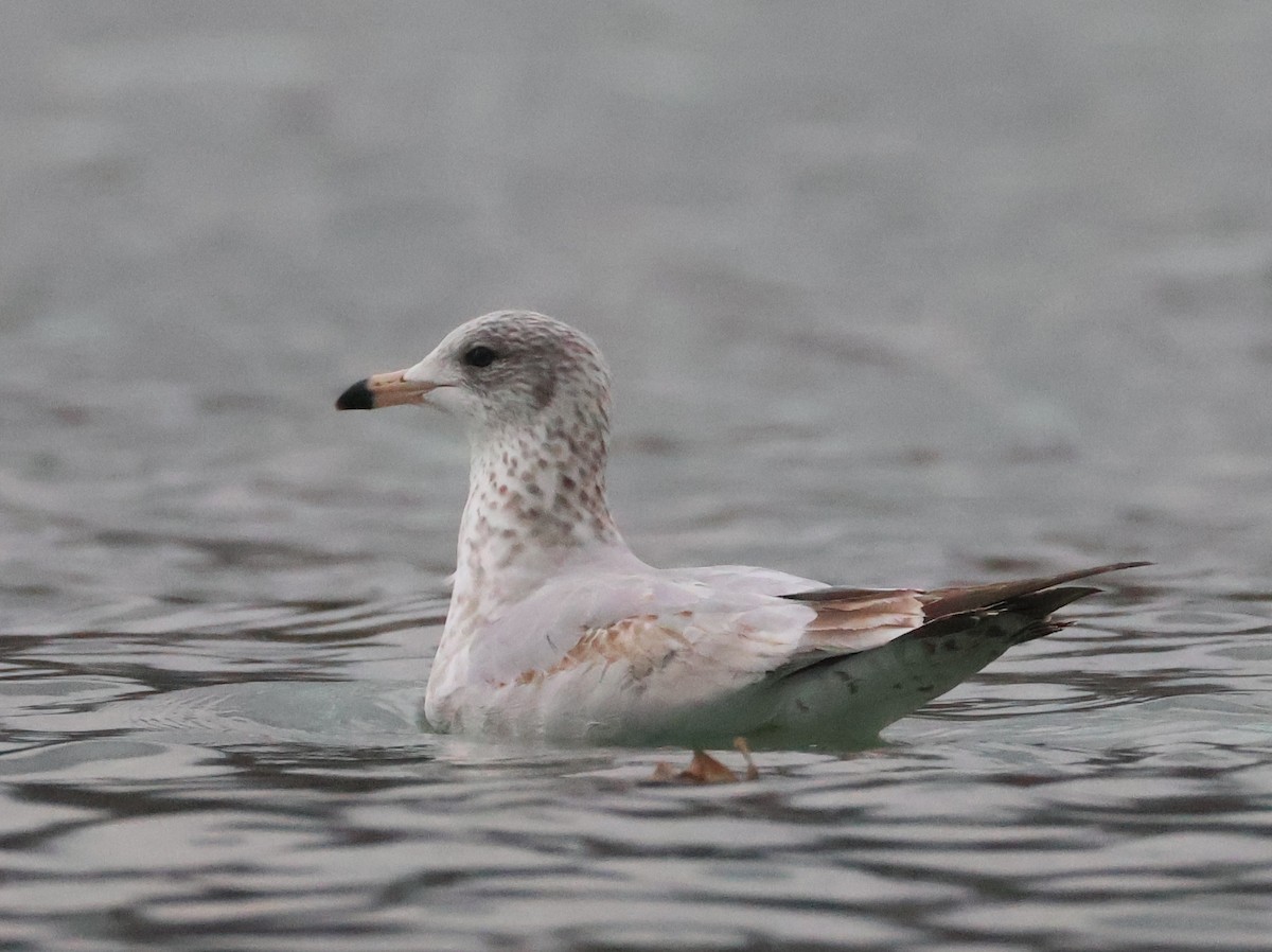 Goéland à bec cerclé - ML645813492