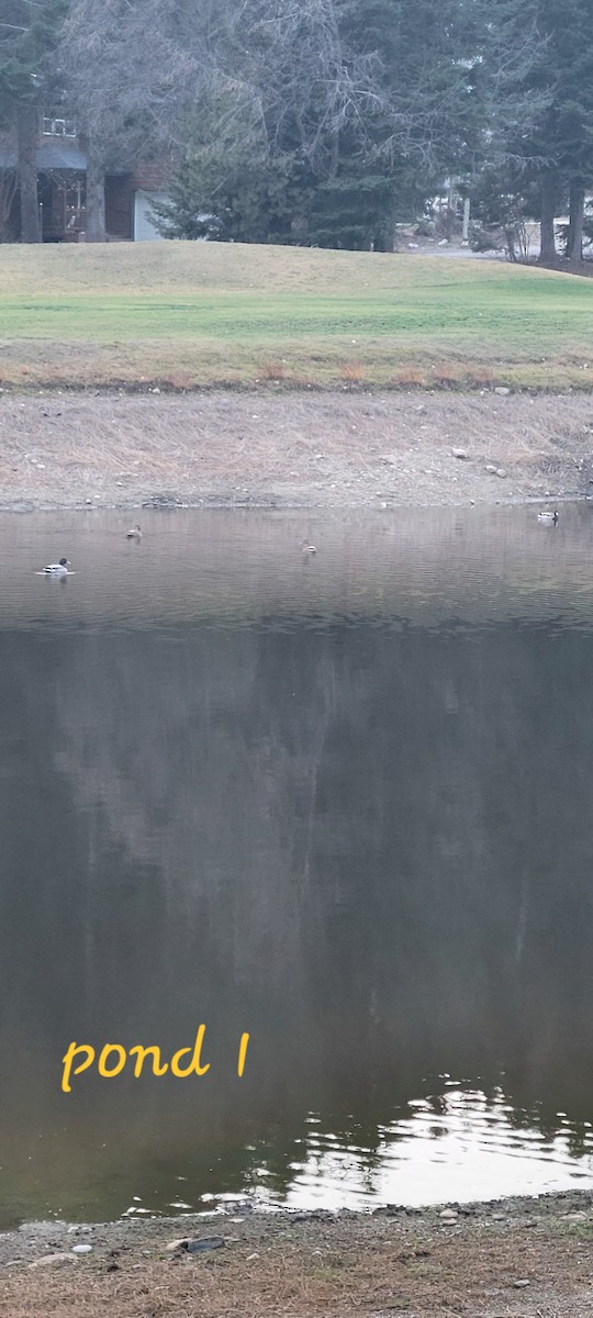 Canard colvert - ML645813493