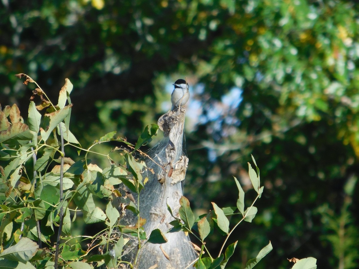 Mésange à tête noire - ML645813494