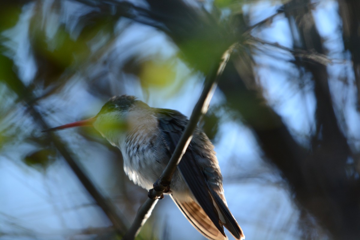 Ariane à couronne violette - ML645813495