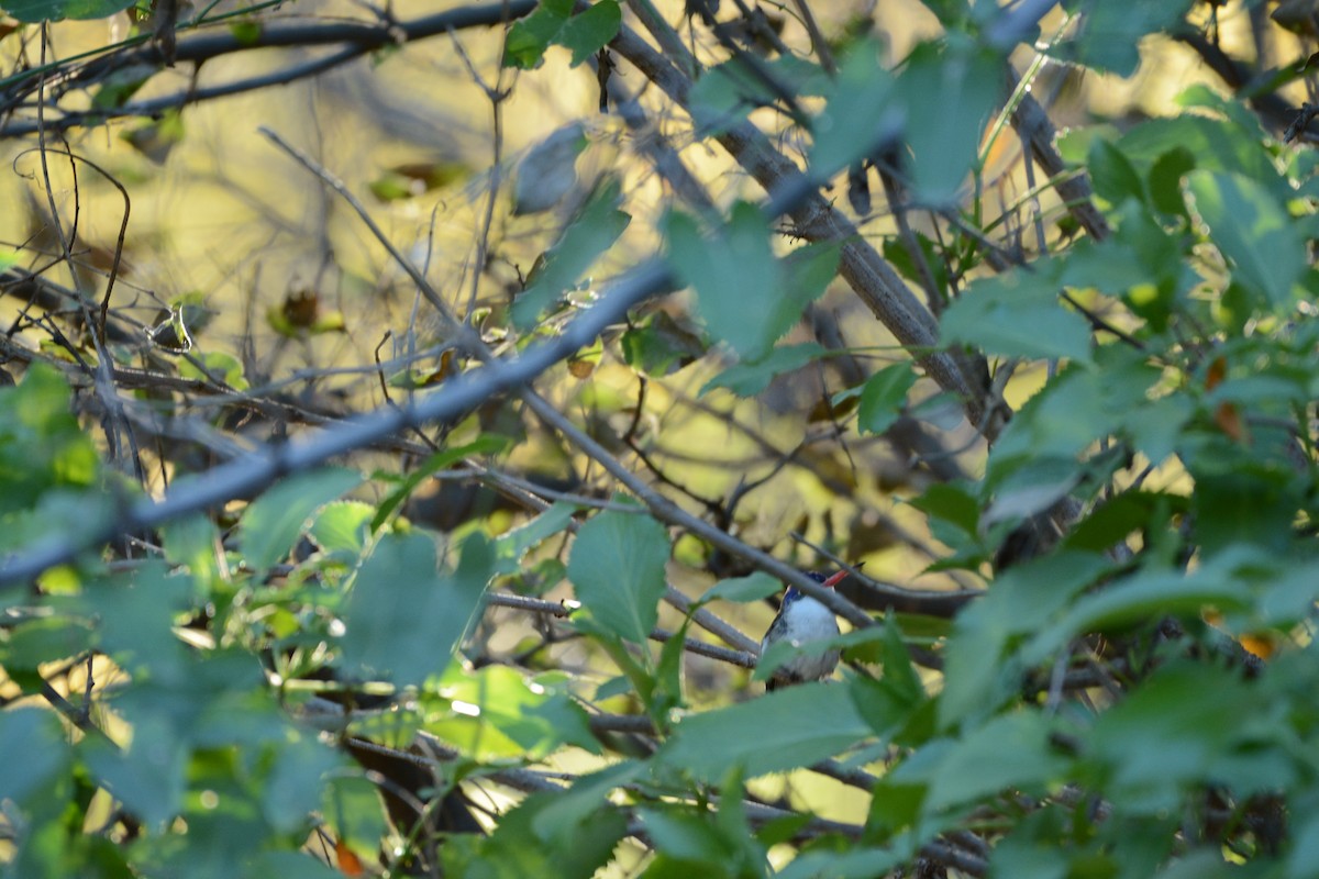 Ariane à couronne violette - ML645813496