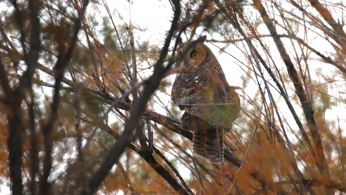 長耳鴞 - ML645813497