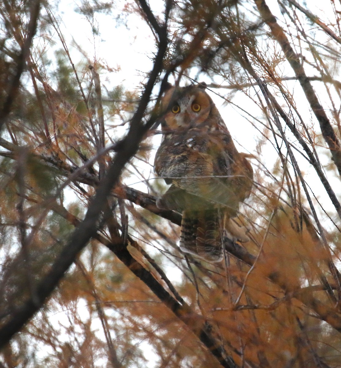 長耳鴞 - ML645813498