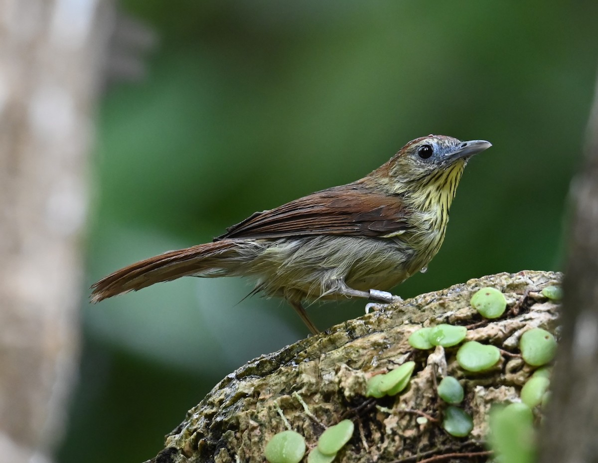 Timalie à gorge striée - ML645813499