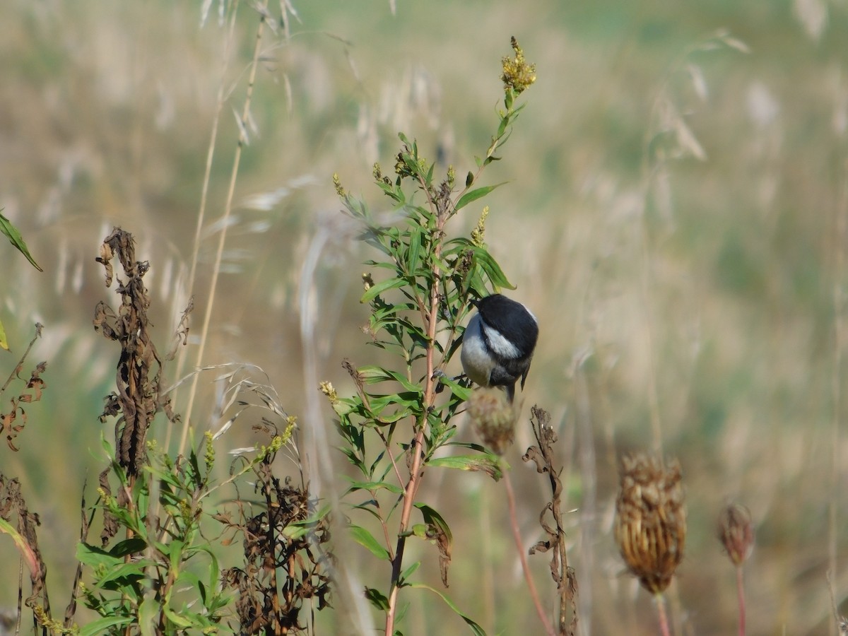 Mésange à tête noire - ML645813500