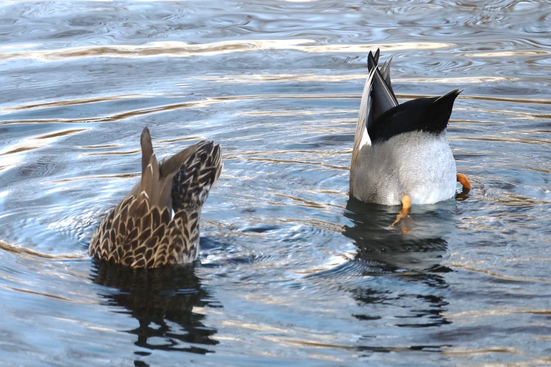 Canard chipeau - ML645813501