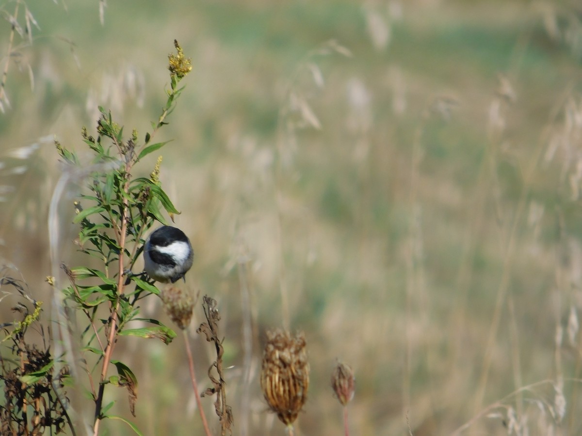 Mésange à tête noire - ML645813502
